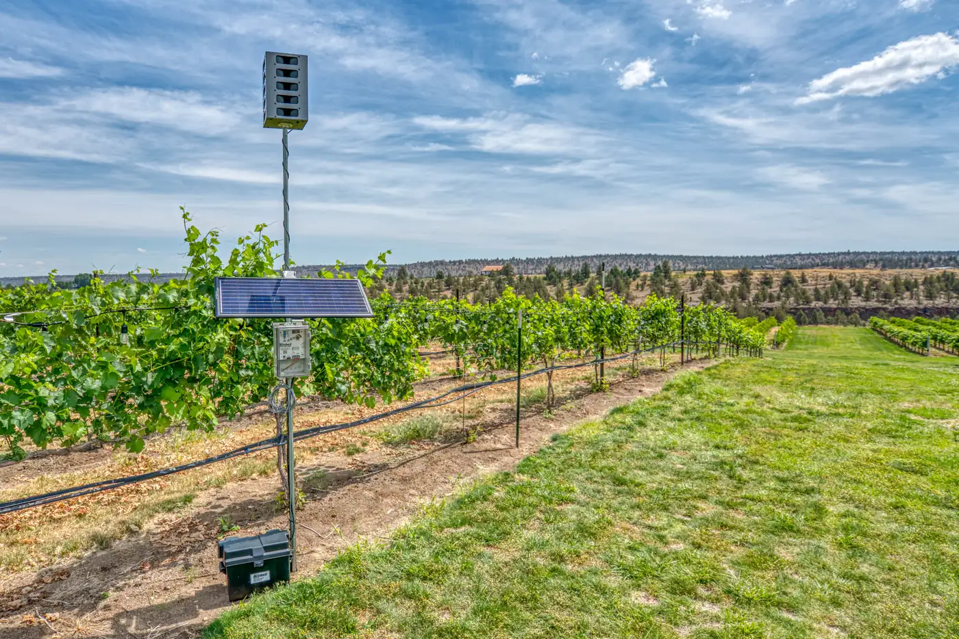 Bird Gard Super Pro AMP instalado en viñedo