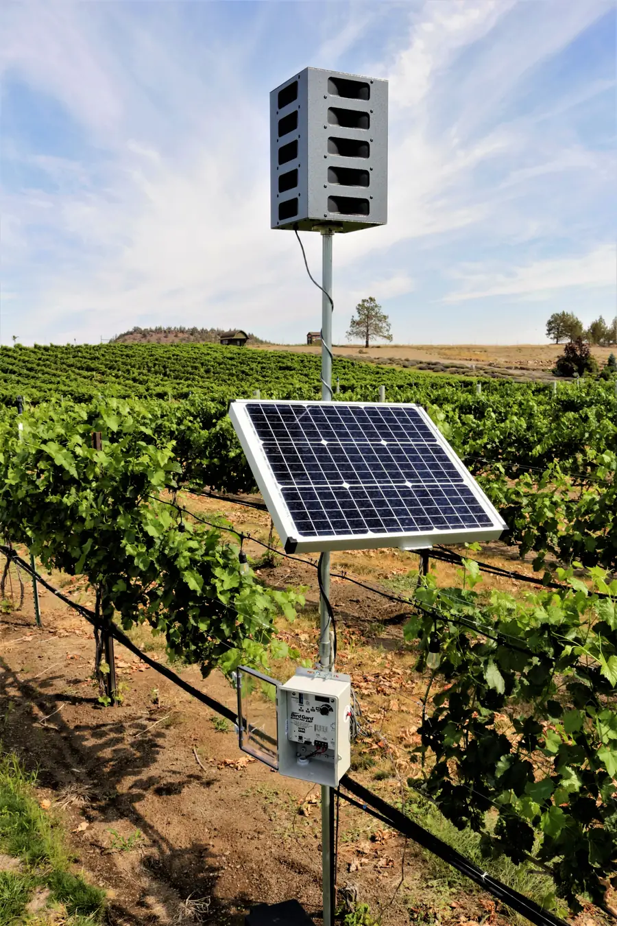 Bird Gard Super Pro AMP en viñedo