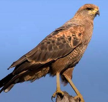Aguilucho