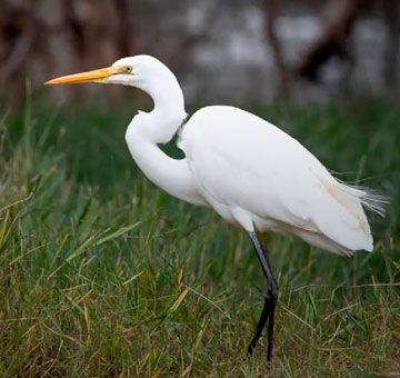 Garzas