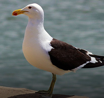 Gaviotas