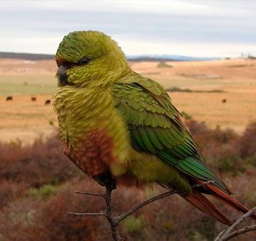 Loro Cachaña