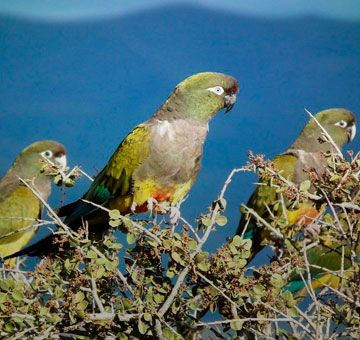 Loros Tricahue