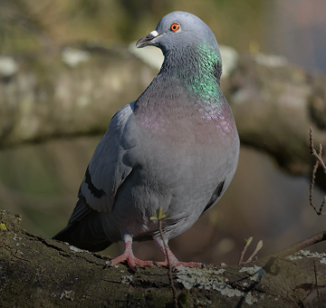 Palomas